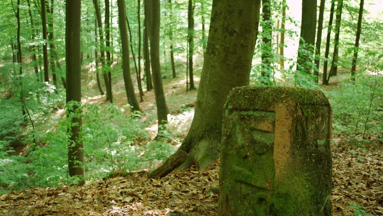 Grenzstein im Wald