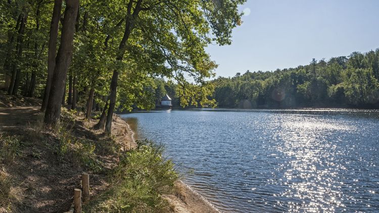 Itzenplitzer Weiher mit Waldrand