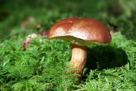 Pilz auf einer Wiese