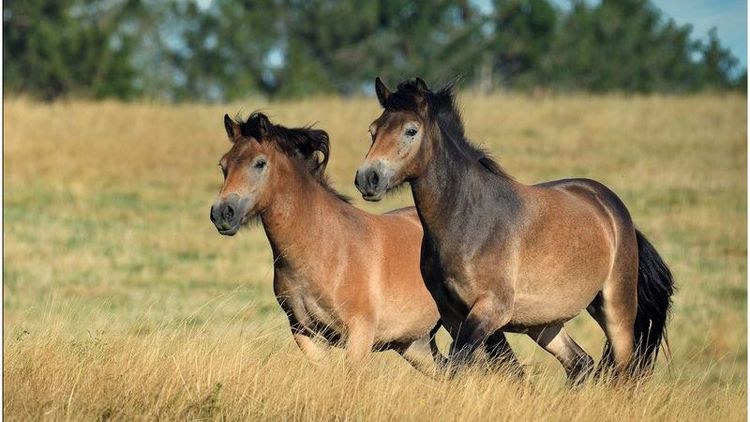 Zwei trabende Pferde auf einer Weide