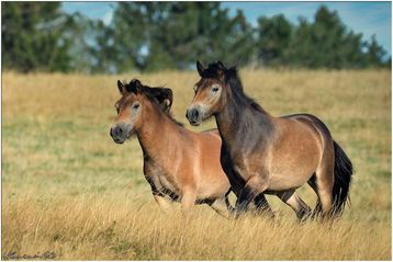 Zwei trabende Pferde auf einer Weide
