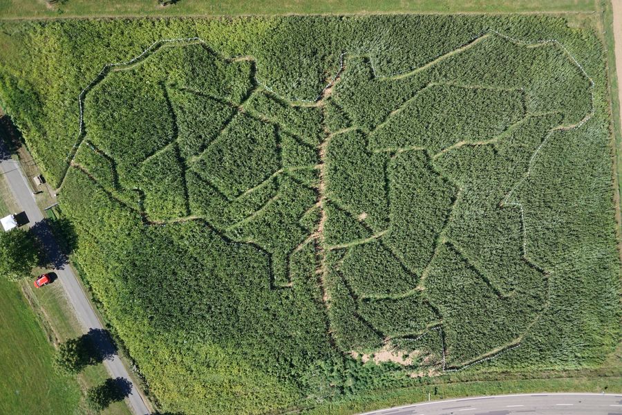 Maislabyrinth von oben - Muster Saarland