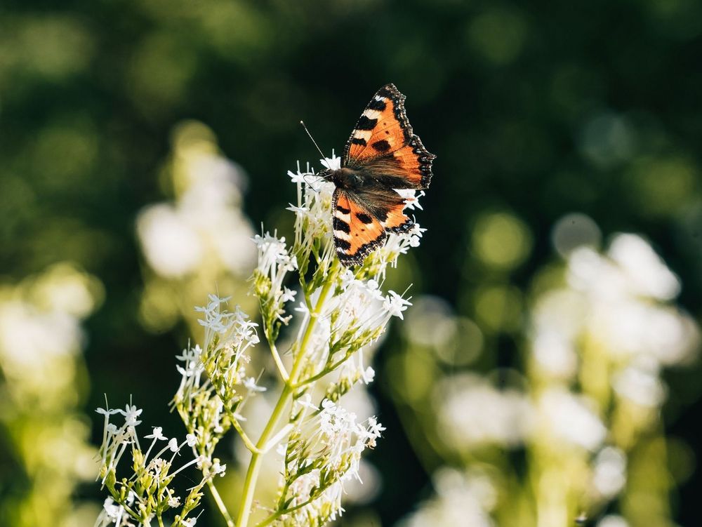 Schmetterling auf einer Blüte