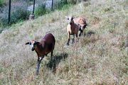 3 Schafe auf einer Wiese