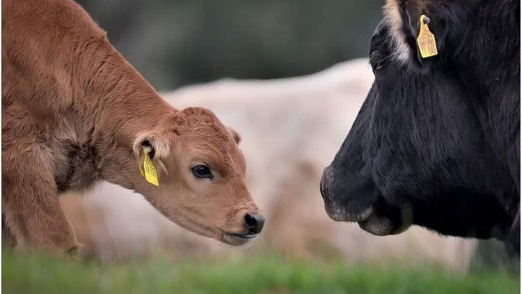 Zwei Rinder beschnuppern sich