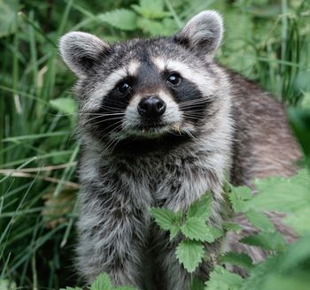 Waschbär zwischen Blättern