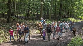 Personen wandern mit Eseln durch den Wald