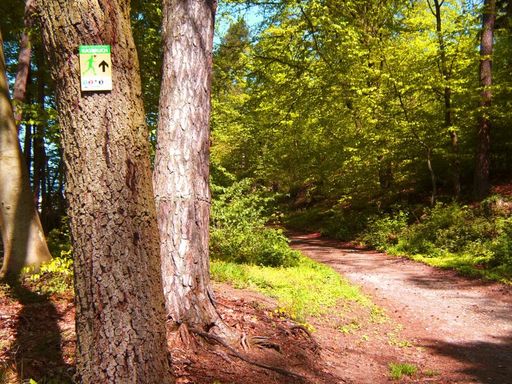 Waldweg mit Wegweiser am Baum