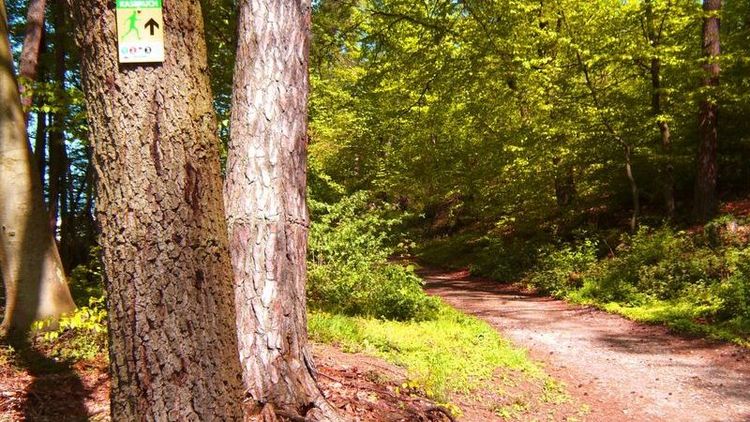 Waldweg mit Wegweiser am Baum