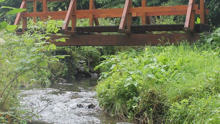 Brücke im Wald