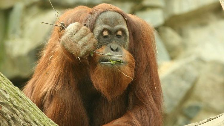 Orang Utan, der Blätter isst