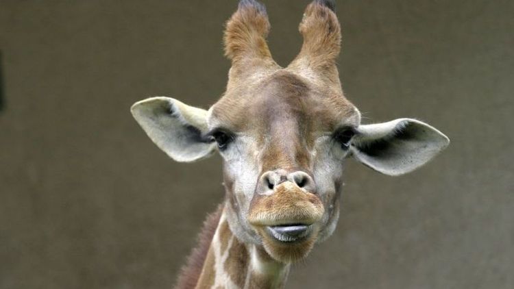 Der Kopf einer Giraffe