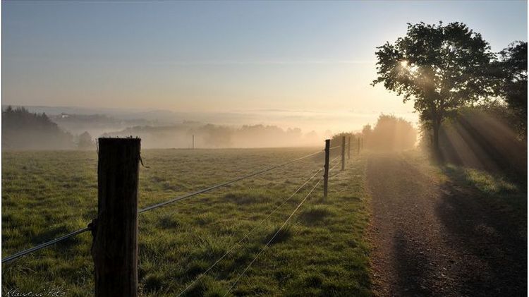 Weide mit Nebel bei Sonnenaufgang