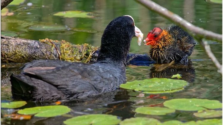 Nahaufnahme Enten auf dem Wasser