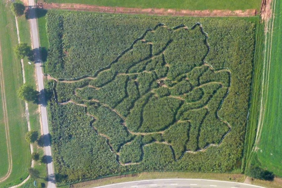 Maislabyrinth von oben - Muster Saarland