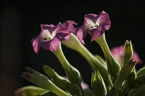 Nahaufnahme drei lila Blüten einer Tabakpflanze