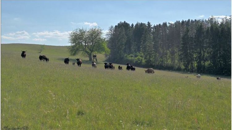 Rinder auf einer Weide