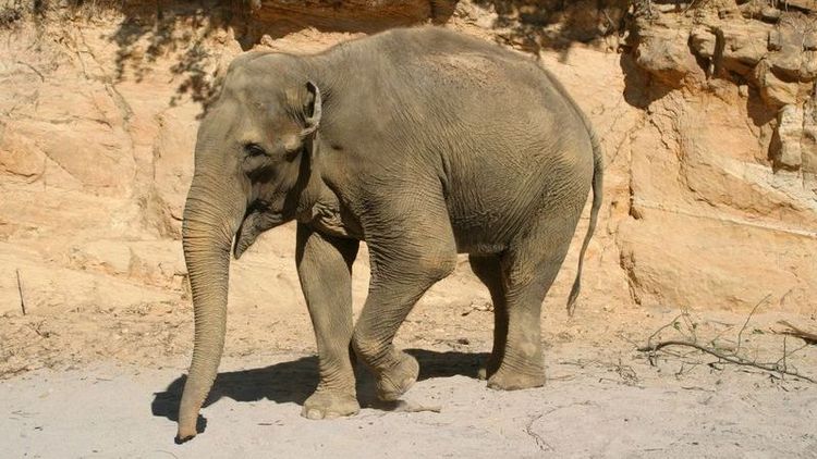 ein Elefant läuft über Sand