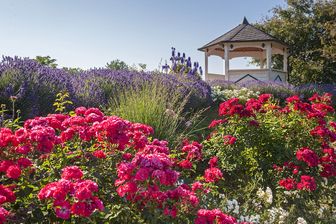 Rosengarten mit Pavillon