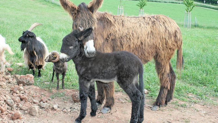 zwei Esel und weitere Tiere auf Finkenrech