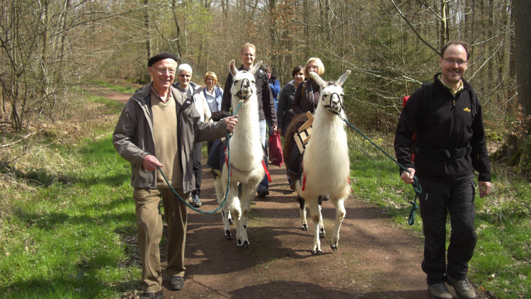 Menschen, die mit Lamas im Wald spazieren