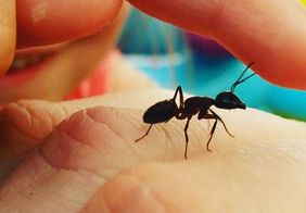 Nahaufnahme einer Ameise auf der Hand