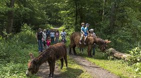 Personen wandern mit Eseln durch den Wald