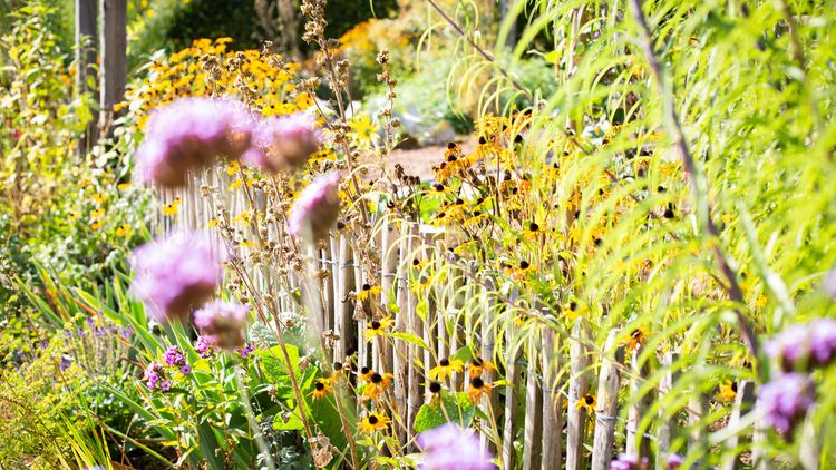 Blumen im Bauerngarten