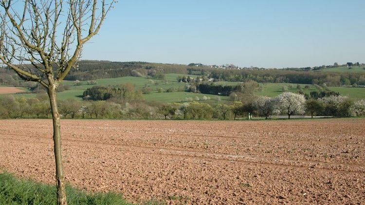 Ausblick auf ein Feld