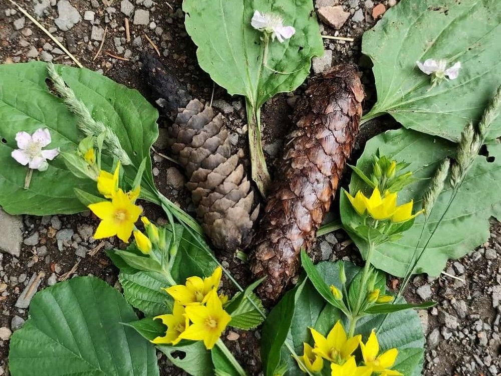 Auf dem Waldbogen liegen Zapfen, Blätter und gelbe und weiße Blüten harmonisch angeordnet.