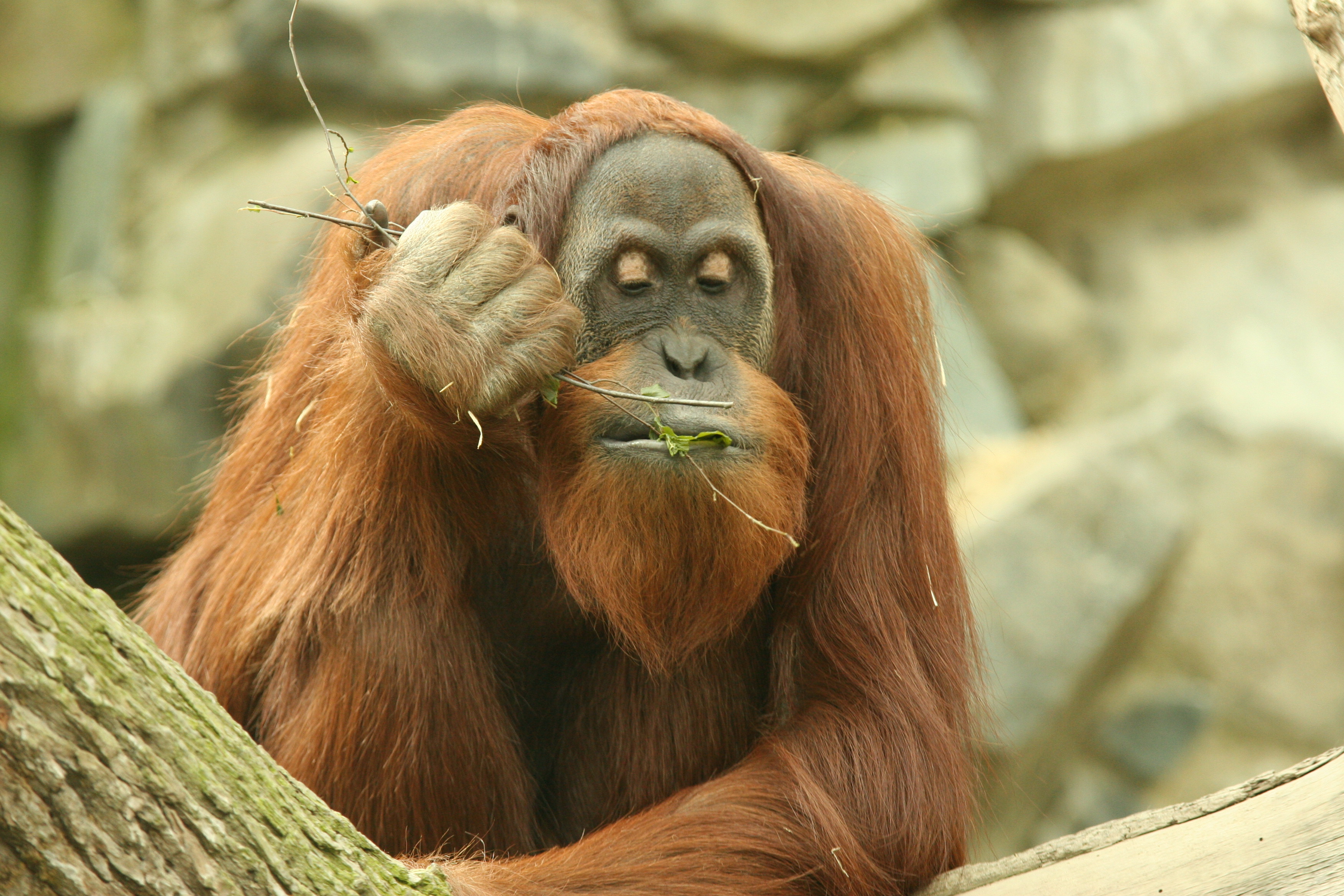 Orang Utan, der Blätter ist